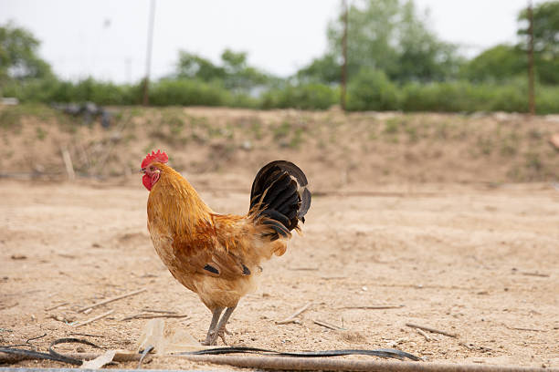 Free range chickens in a chicken coop on an organic farm