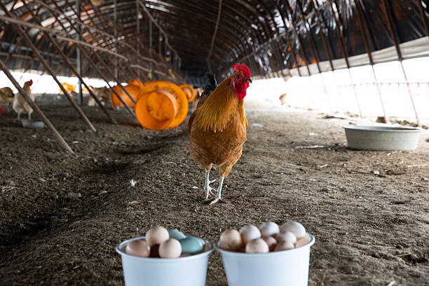 Eggs collected from chicken coop on organic farm
