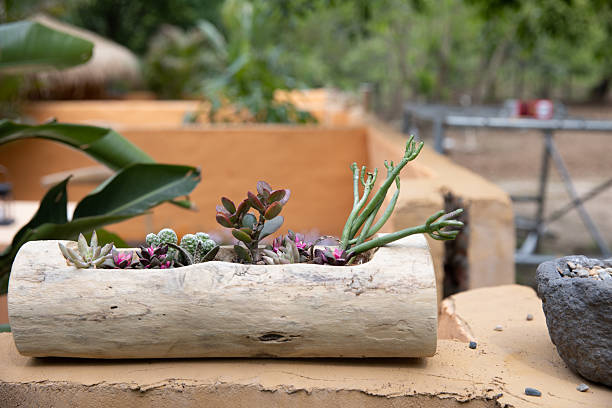 Wooden flower pots and succulents