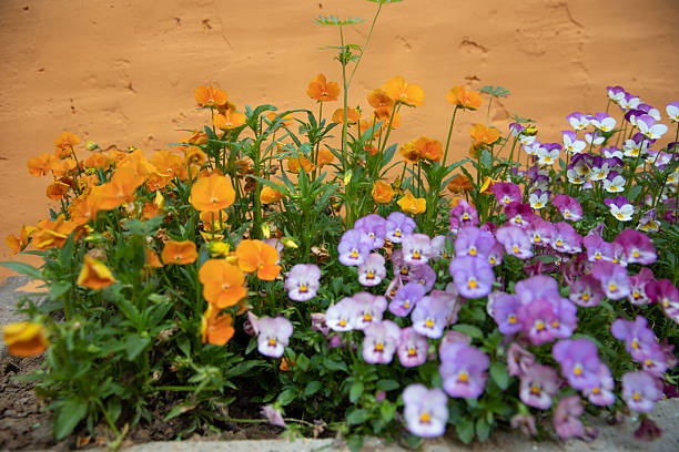 Yellow background and colorful flower