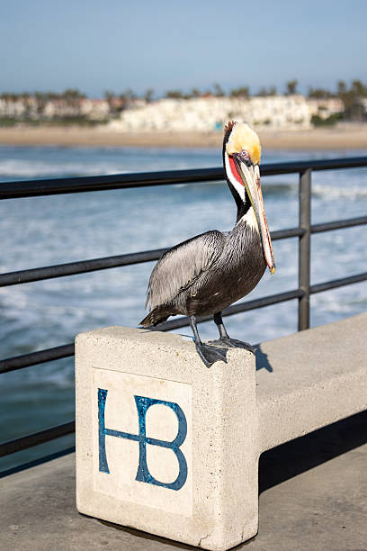 Pelican at Huntington Beach pier
