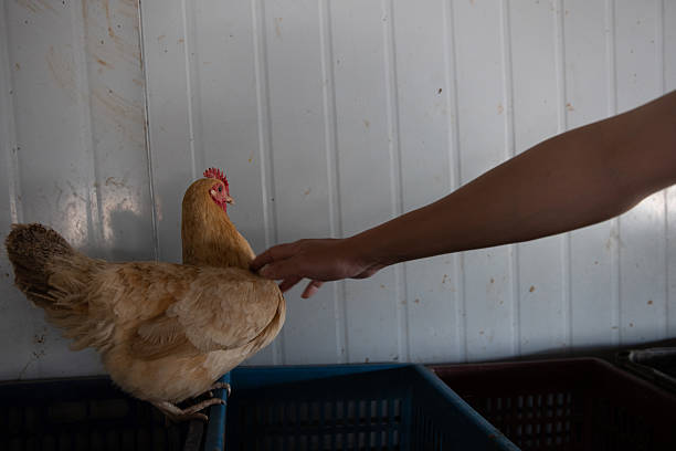 Free range chickens in a chicken coop on an organic farm