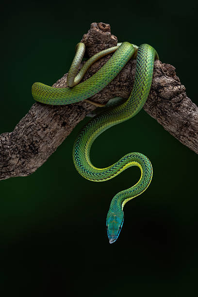istock Baron's green racer snake 2230555192