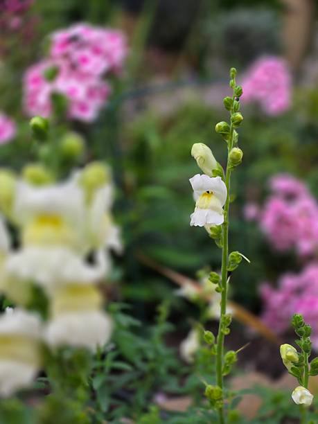 istock Flowers from the garden. 2230557180