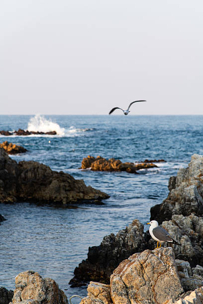 istock sea and rocks with seagulls 2230557301