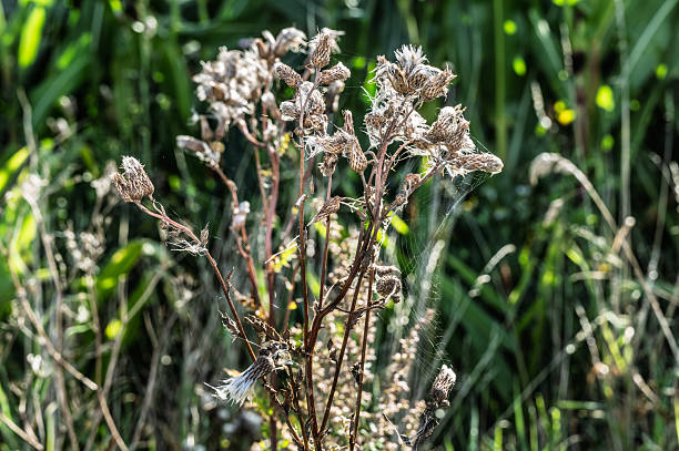 Vivid wild thistle plants showing their fluffy seeds in a serene green meadow during sunny weather, illustrating natural beauty and seasonal growth.