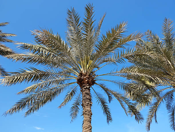 istock Date palm tree against the blue sky 2230558094