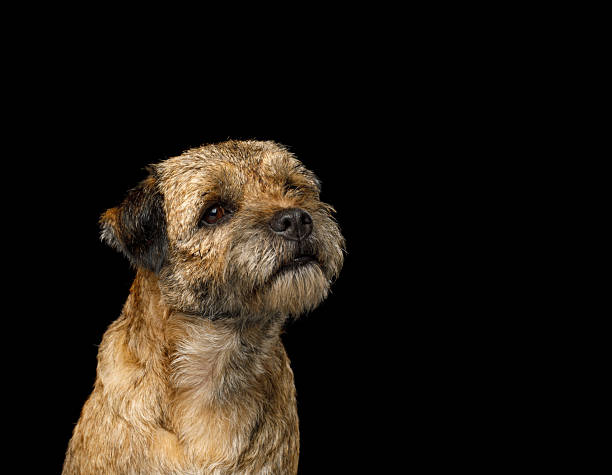 Portrait of Border terrier in front of black background, front view, looking up