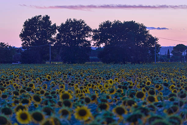 istock Sunset over sunflower field. 2230559810