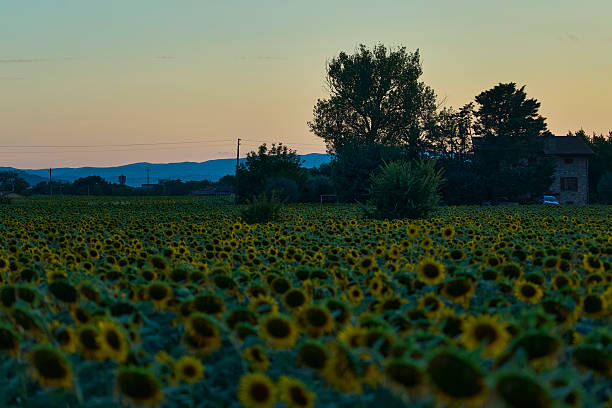 istock Sunset over a sunflower field with farmhouse silhouette. 2230559829