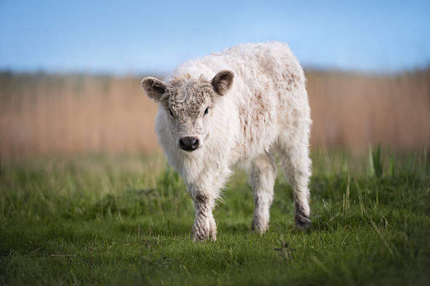 Portrait of Galloway cattle calf