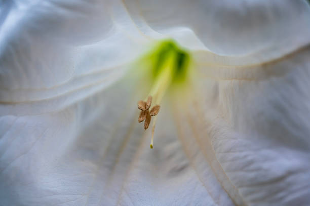 Baby spider on a yellow flower outside at night