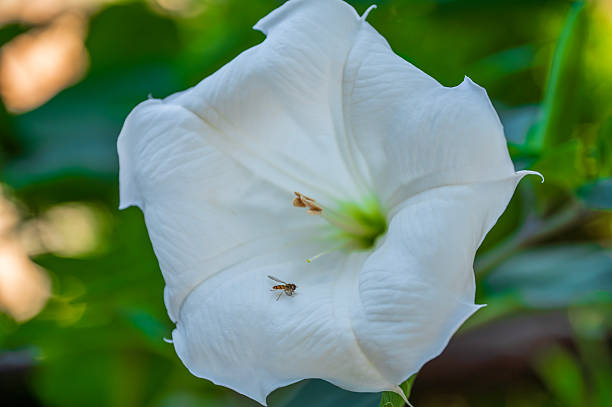 Syrphidae insect on devil's trumpet flower