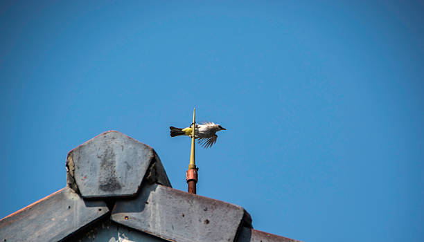 istock Photograph,  Sooty-headed Bulbul (Pycnonotus aurigaster), locally called Kutilang, perched on a rooftop antenna in an urban area 2230561671