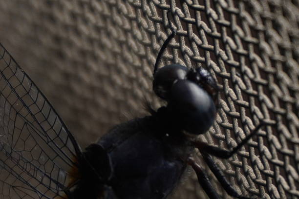 The big head of a dragonfly features large compound eyes, offering exceptional vision and aiding in swift, precise flight movements