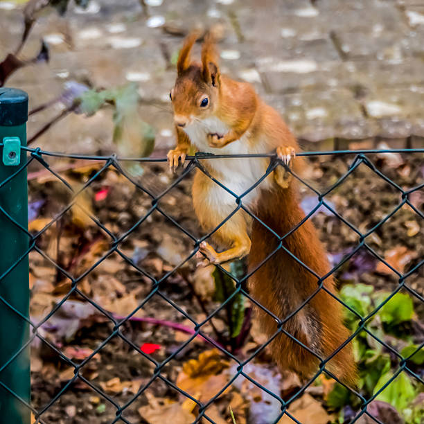 istock Cute squirrel climbs over a fence 2230569581