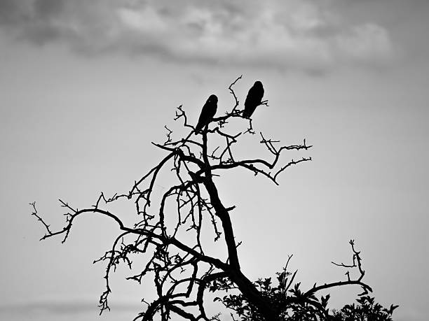 istock Black silhouette of tree with two birds on gray sky clouds background 2230569855