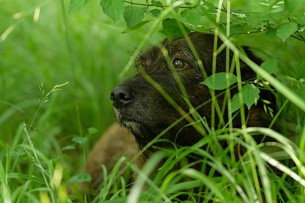 A close-up of a brindle-coated dog resting peacefully amidst vibrant green grass and Cornus sericea (Red Osier Dogwood) foliage. The tranquil scene captures a moment of relaxation and connection with nature, conveying a sense of calmness and serenity.