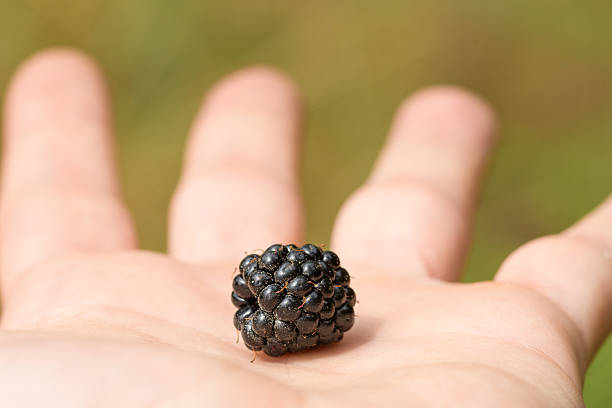 A macro shot captures a single, ripe blackberry held in the palm of a hand against a blurred green background. The image showcases the texture and detail of the blackberry, emphasizing freshness and natural beauty.