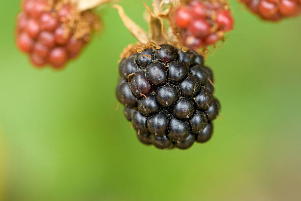 A macro shot of a plump, ripe blackberry hanging from a stem with an out-of-focus green background. The image showcases the blackberry's texture and detail, highlighting its freshness and natural appeal, evoking a sense of summertime and organic food.