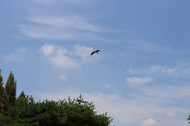 istock Flight of herons over Daejeon City Pond 2230570248