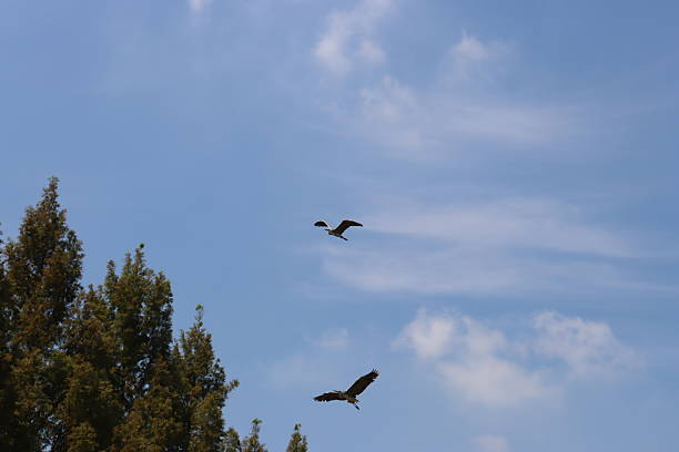 istock Flight of herons over Daejeon City Pond 2230570274