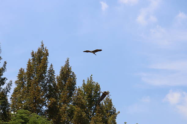 istock Flight of herons over Daejeon City Pond 2230570280