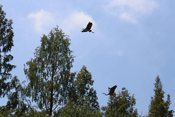 istock Flight of herons over Daejeon City Pond 2230570311