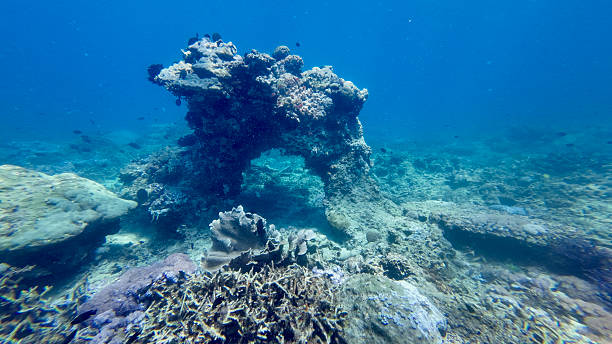 istock Bizarre coral formation on a reef underwater. 2230571781