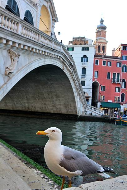 A common gull and Rialto Bridge in Venice, Italy