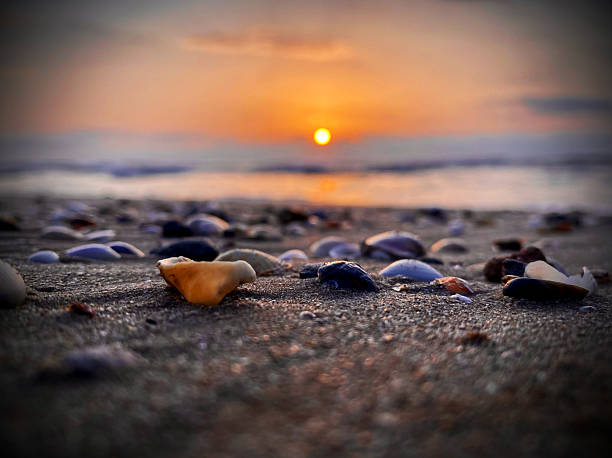 istock Seashells on the shoreline at sunrise 2230573441