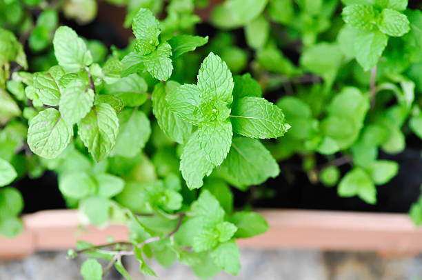 istock peppermint plant, marsh mint or mentha cordifolia 2230573999