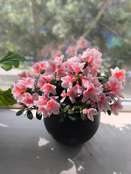 istock Delicate Pink Azalea Blooms in a Pot, Adding a Touch of Serenity to a Bright Window Ledge 2230574129