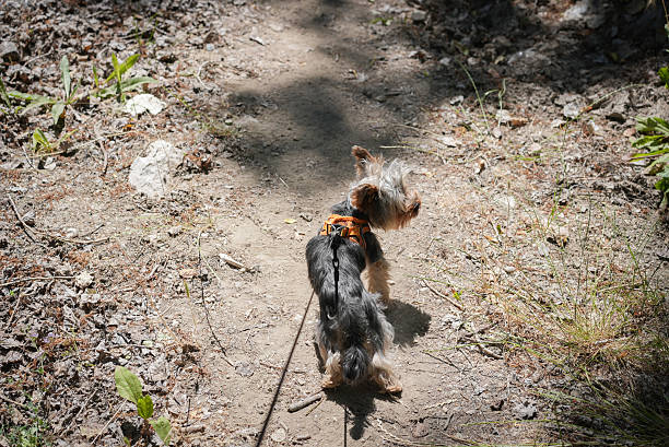 Yorkshire Terrier on a walk on a leash in nature