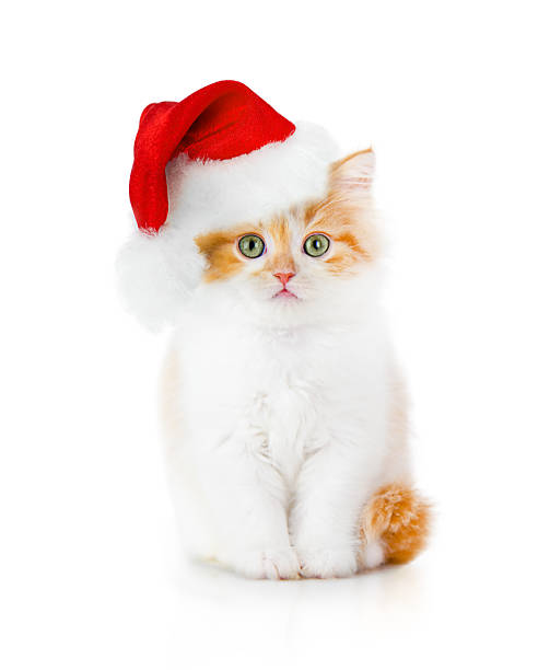 Cute fluffy kitten wearing a red Santa Claus hat, sitting against a white background. Perfect festive image for Christmas and holiday themes, symbolizing warmth, celebration, and the joy of pets during the winter season.