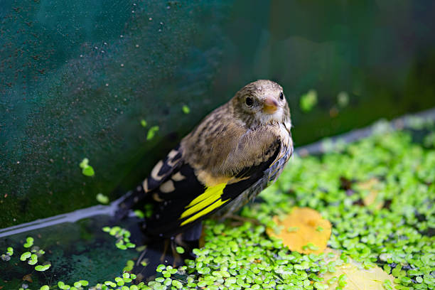 Capturing a juvenile goldfinch that is resting on the shelf of a garden pond that is half empty during drought conditions, in August, 2025.