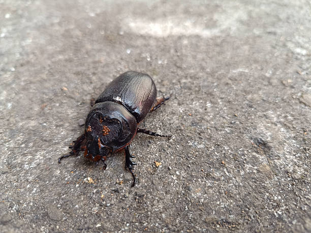 A horn beetle or Oryctes rhinoceros crawling on the road surface.