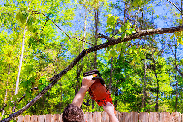 Man pruning tree with a chainsaw in his backyard