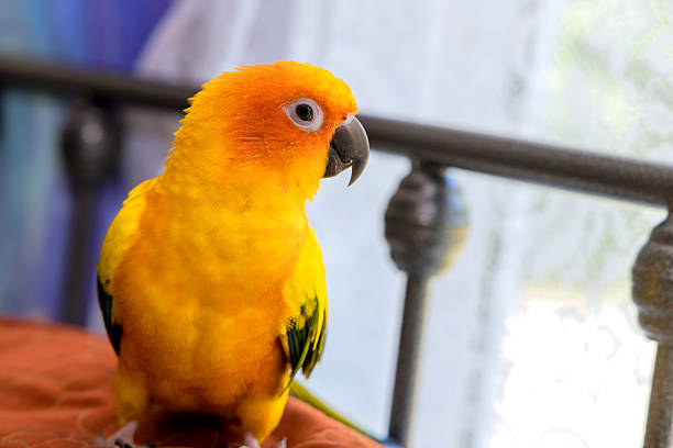 Vibrant sun conure parrot with yellow, orange feathers enjoys sunlight near window inside cozy home