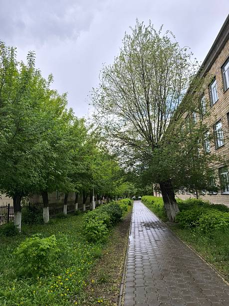 istock Wet Pavement Path Lined with Trees and Lush Greenery on a Cloudy Day, Tranquil Urban Scene 2230592670