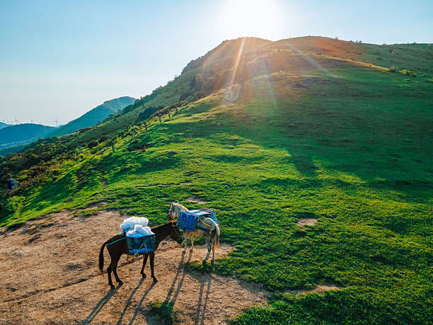 Horses on the grassland