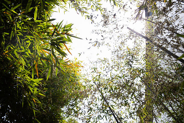 Bamboos in Chinese classical Garden