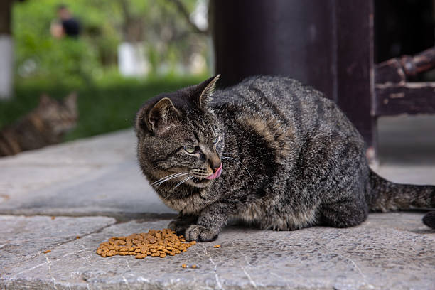 Stray cats eating feed on the roadside