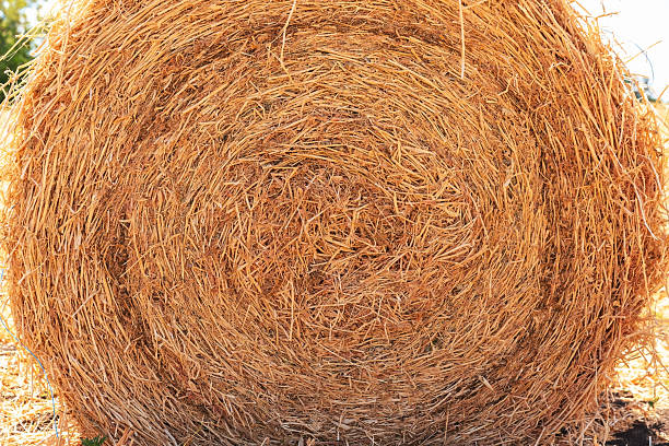Close-up of a round hay bale showing the texture and spiral pattern of the dried grass