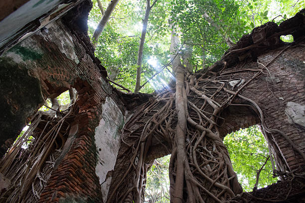 istock tree roots growing over ancient brick ruins at 