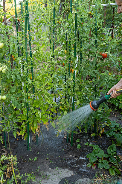 istock Hand watering tomato plants with garden hose and spray head 2230595594