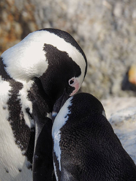 istock Close-up of African Penguin Courtship 2230597079