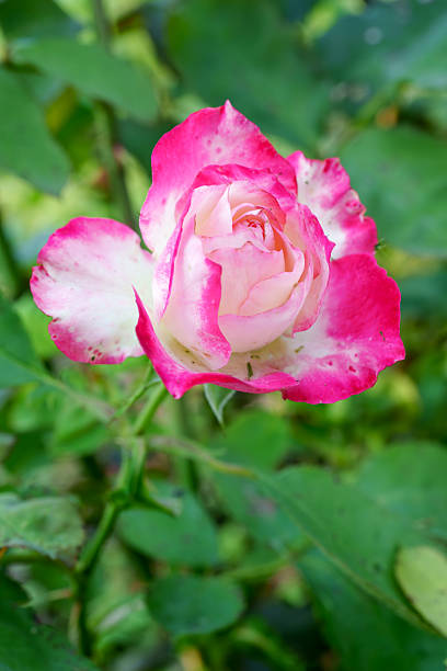 istock Pink and White Rose Close-up 2230598394