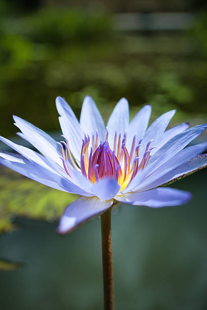 istock Beautiful water lilies floating on the water in summer 2230598831