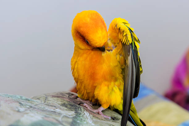 Birdwatch safari:  Blue, green and Scarlet Parrot macaw tropical bird, wing feathers pattern textured